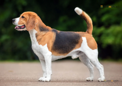 TailWag Adjustable Dog Harness