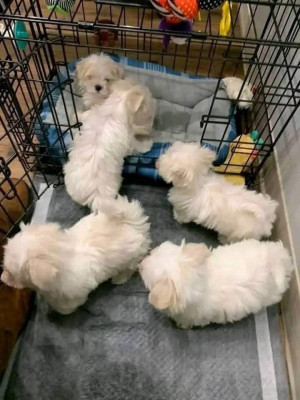 4 puppies left