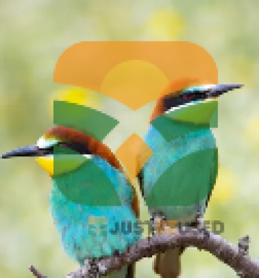 robin