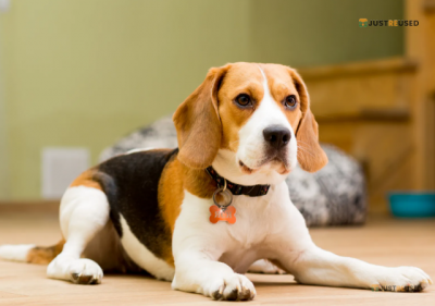 TailWag Adjustable Dog Harness