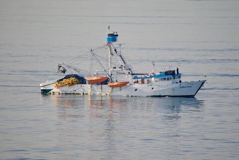 Чамец во многу добра состојба — Битола