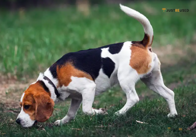 TailWag Adjustable Dog Harness