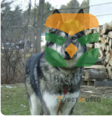 The Joyful Dog
