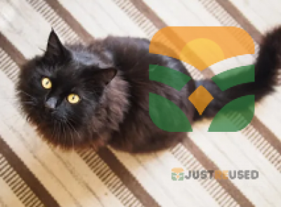. Exotic Shorthair – “Cuddly Exotic Shorthair”