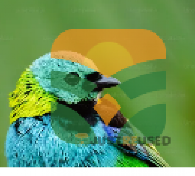 blue tit