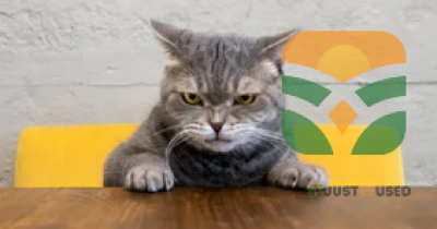 “Cute Scottish Fold Cat”