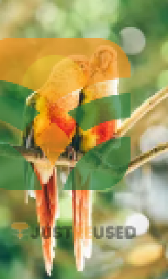 gold finch