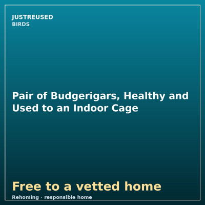 Pair of Budgerigars, Healthy and Used to an Indoor Cage