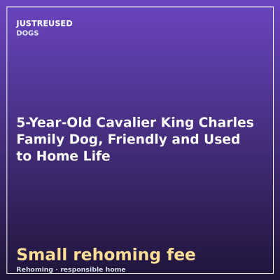 5-Year-Old Cavalier King Charles Family Dog, Friendly and Used ...