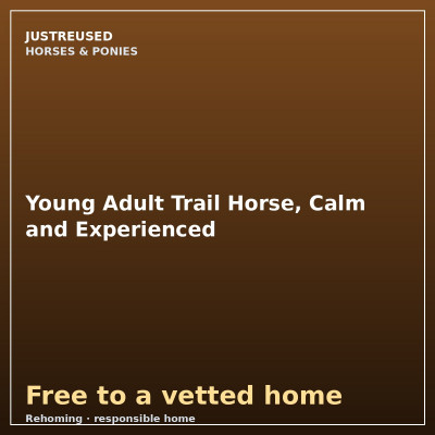 Young Adult Trail Horse, Calm and Experienced