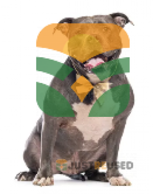 The Loyal Companion