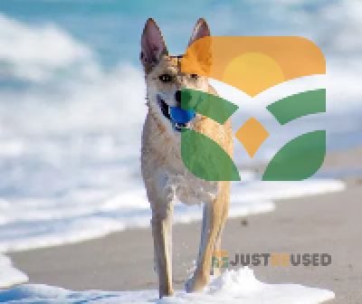 The Joyful Dog