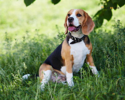 TailWag Adjustable Dog Harness