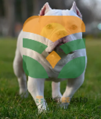 The Fearless Canine