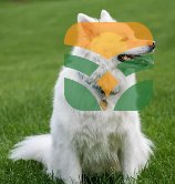The Brave Protector