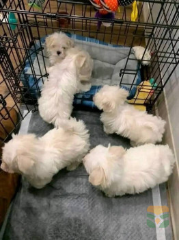 4 puppies left