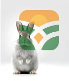 GRASS RABBIT