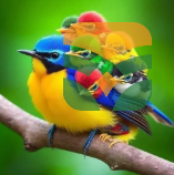 Budgerigar (Budgie) – “Colorful Budgie Parakeet”