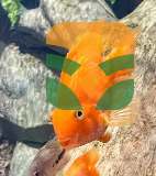 Clear Glass Aquarium for Fish