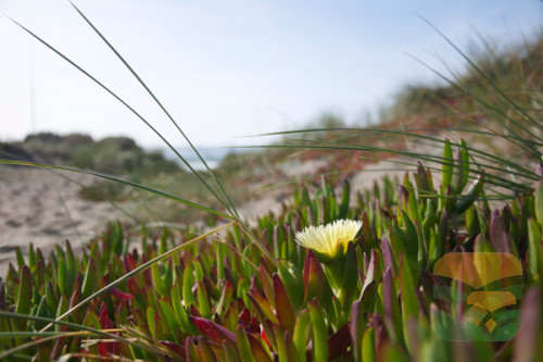 Divan 3 vendësh gri - photo 3