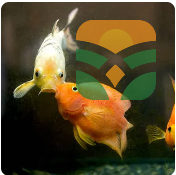 AquaLife Home Fish Aquarium