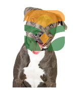 PAPI DOG