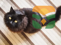 . Exotic Shorthair – “Cuddly Exotic Shorthair”