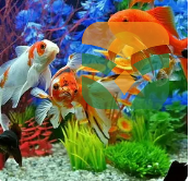 EliteGlass Modern Fish Aquarium
