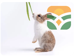 WHITE RABBIT