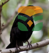 BLACK bird