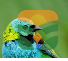 blue tit