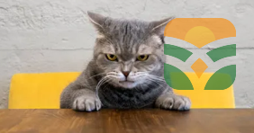 “Cute Scottish Fold Cat”