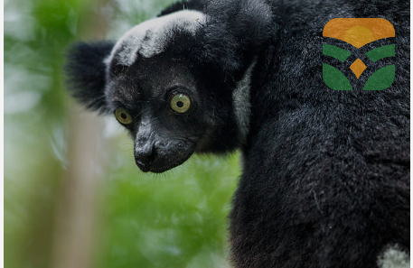 Indri – Forest Creature Figurine