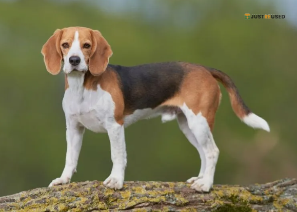 TailWag Adjustable Dog Harness