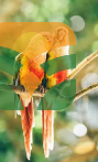 gold finch