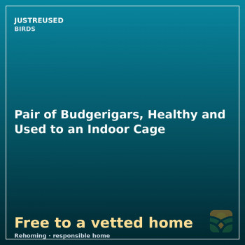 Pair of Budgerigars, Healthy and Used to an Indoor Cage