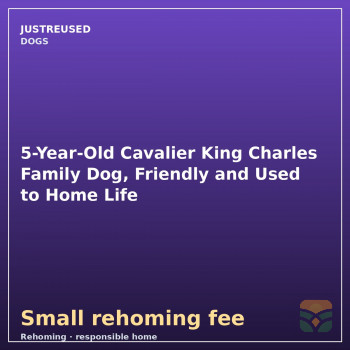 5-Year-Old Cavalier King Charles Family Dog, Friendly and Used ...