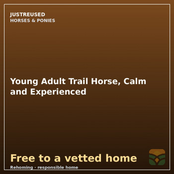 Young Adult Trail Horse, Calm and Experienced