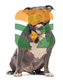 The Loyal Companion