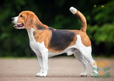 TailWag Adjustable Dog Harness