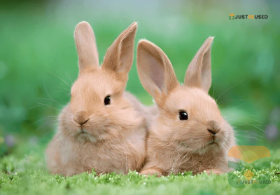 FluffyHop Premium Bunny Care Kit