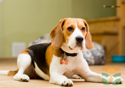 TailWag Adjustable Dog Harness