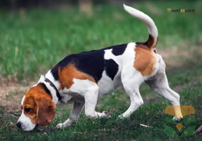 TailWag Adjustable Dog Harness