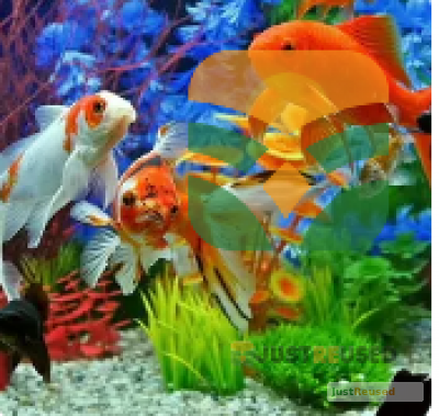 EliteGlass Modern Fish Aquarium