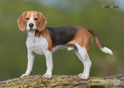 TailWag Adjustable Dog Harness