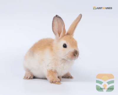 FluffyHop Premium Bunny Care Kit