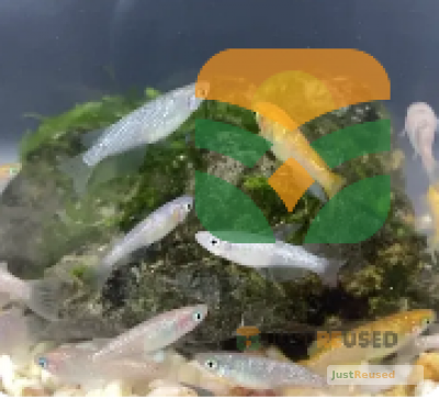 NanoWave Compact Fish Tank