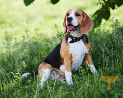 TailWag Adjustable Dog Harness