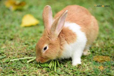 FluffyHop Premium Bunny Care Kit