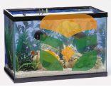 Small Glass Aquarium for Betta & Goldfish